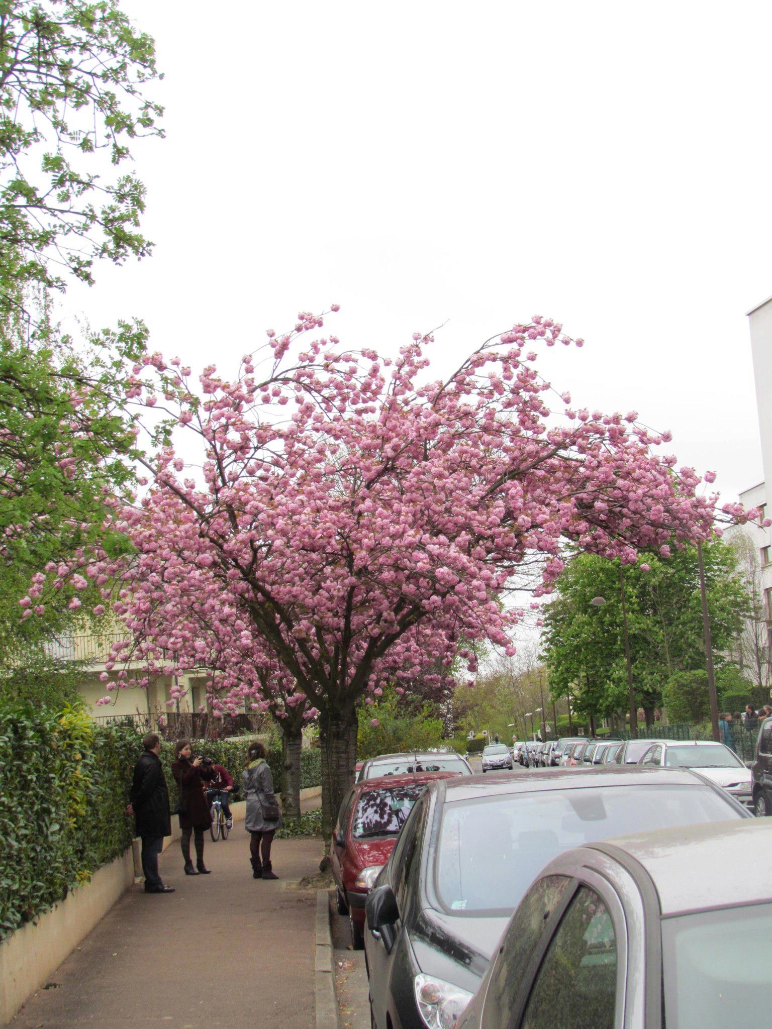Primavera en Sceaux